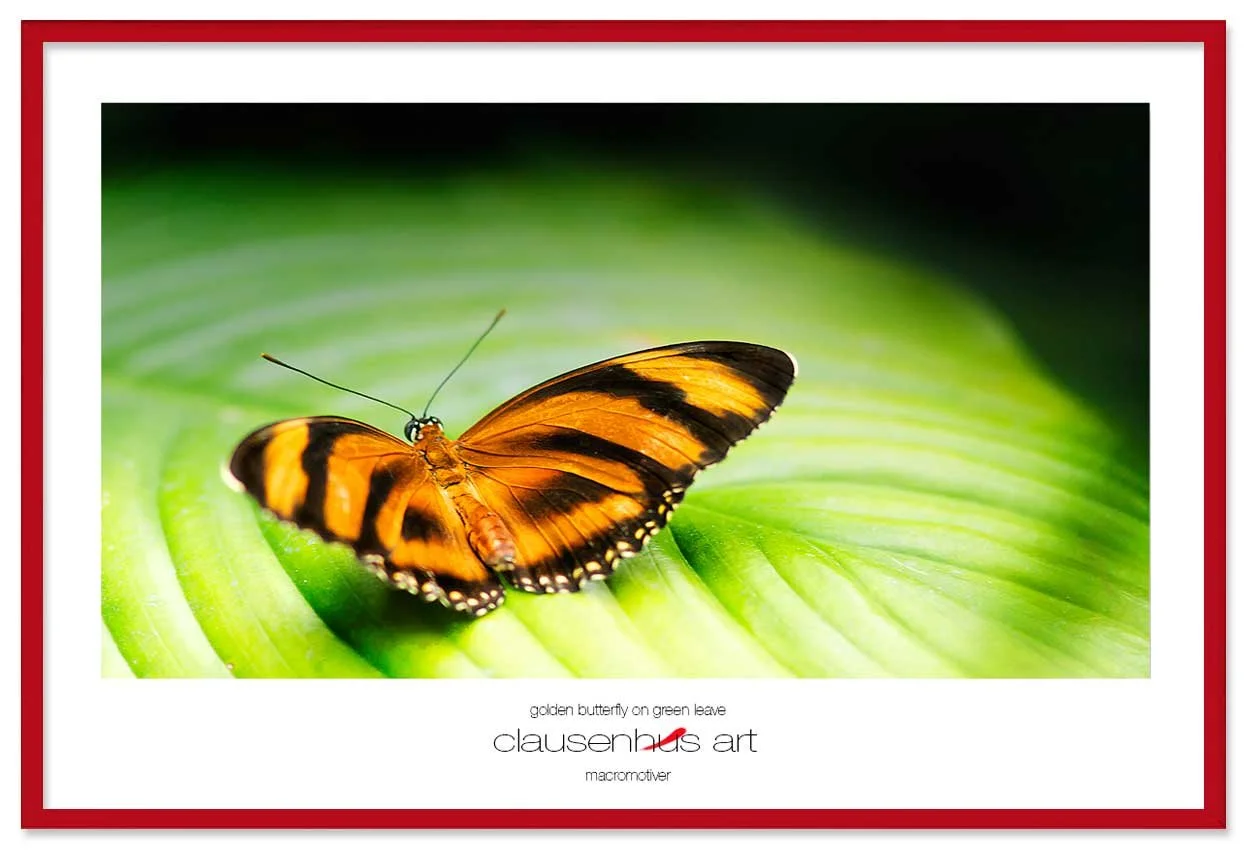 golden-butterfly-on-green-leave-copy.jpg