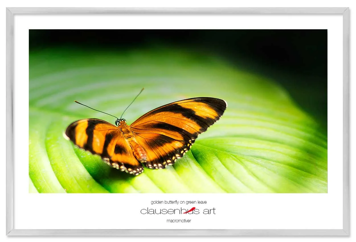golden-butterfly-on-green-leave-copy.jpg