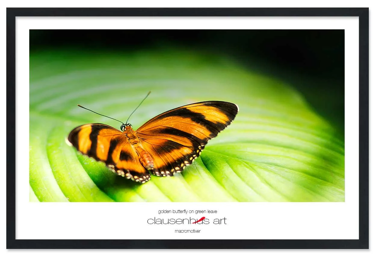 golden-butterfly-on-green-leave-copy.jpg