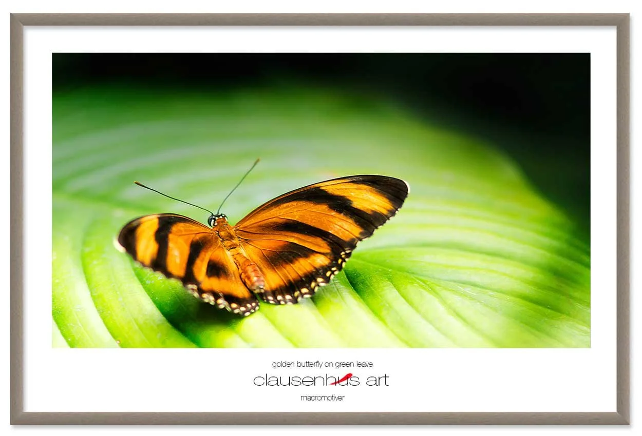 golden-butterfly-on-green-leave-copy.jpg
