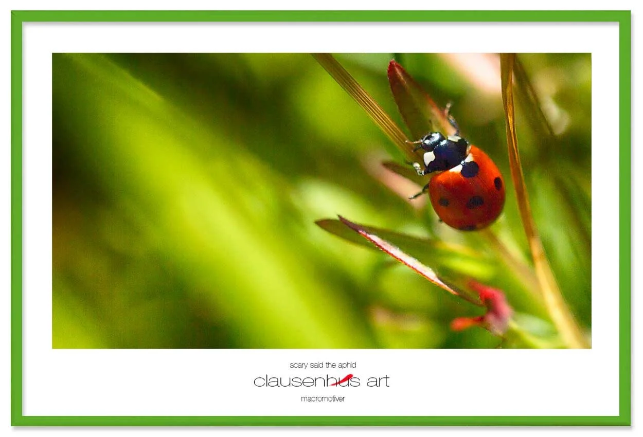 scary-said-the-aphid-copy.jpg