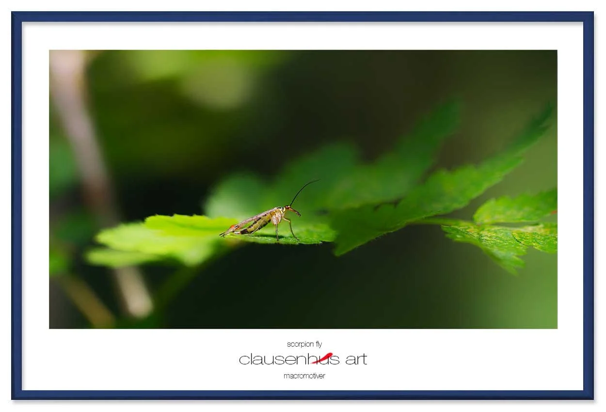 scorpion-fly-copy.jpg