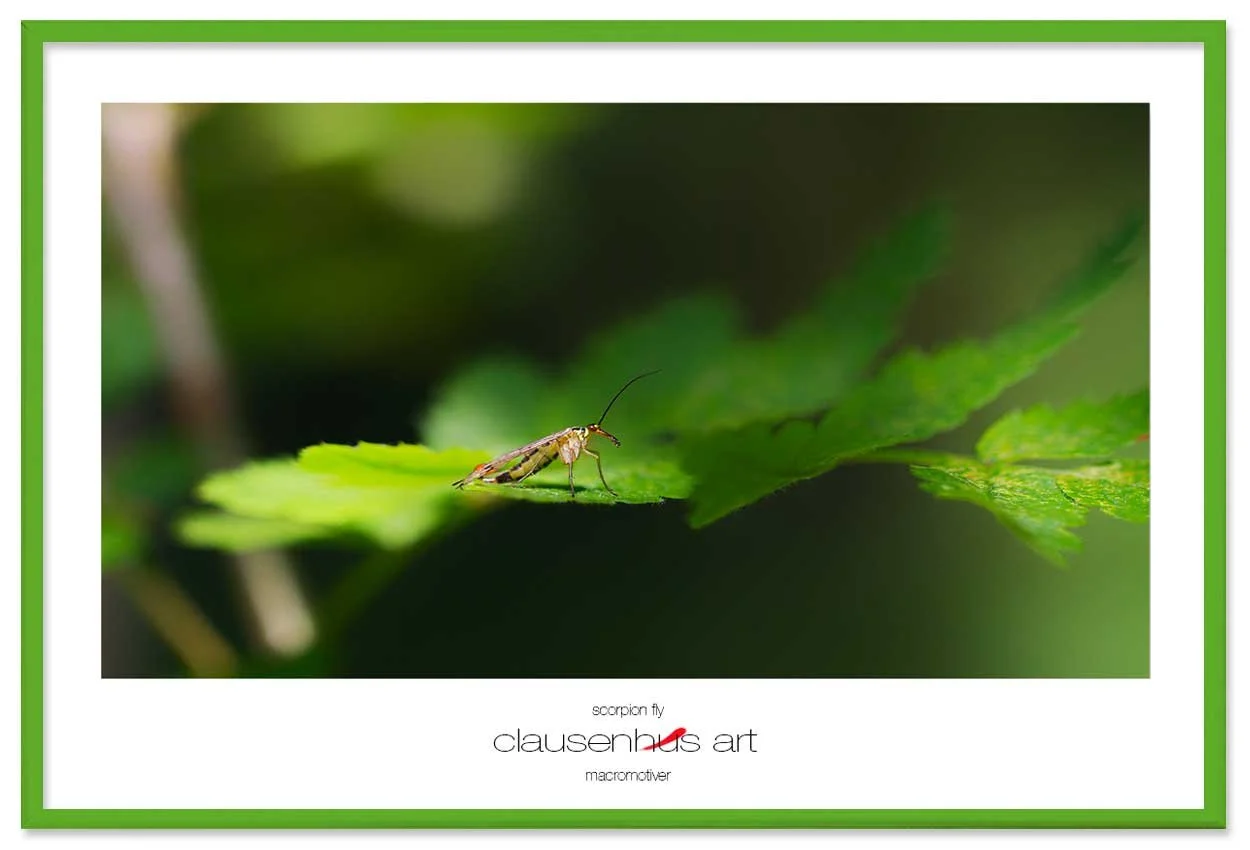 scorpion-fly-copy.jpg