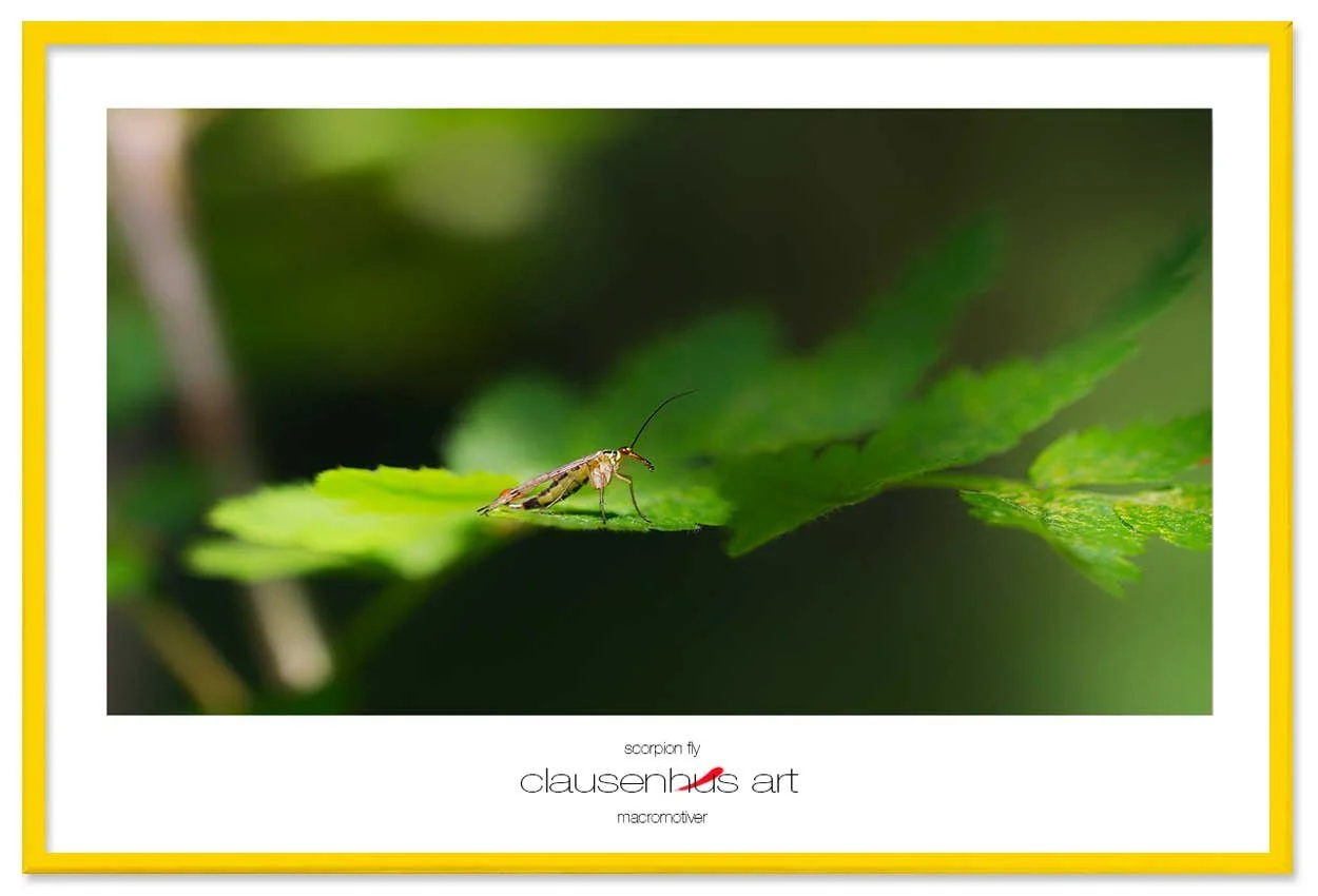scorpion-fly-copy.jpg
