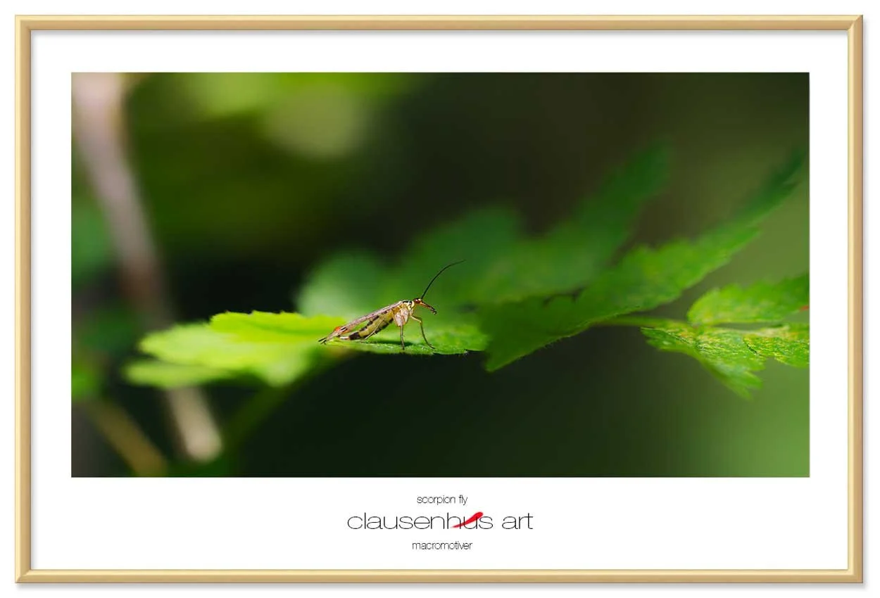 scorpion-fly-copy.jpg