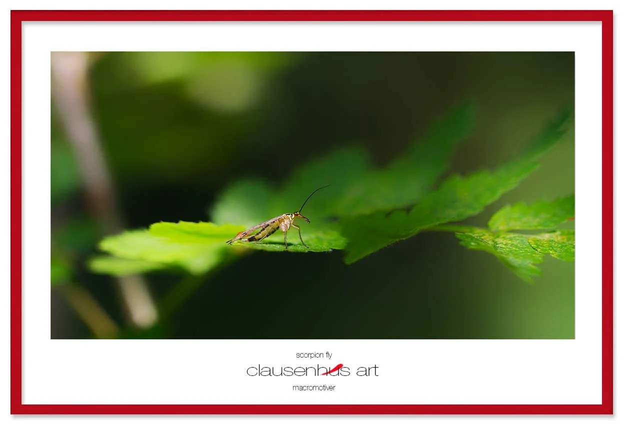scorpion-fly-copy.jpg