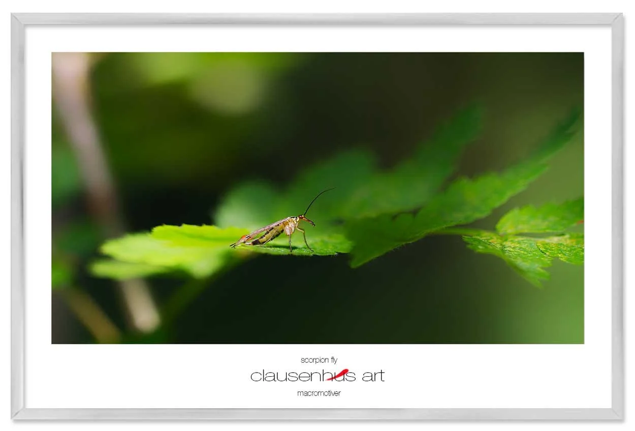 scorpion-fly-copy.jpg
