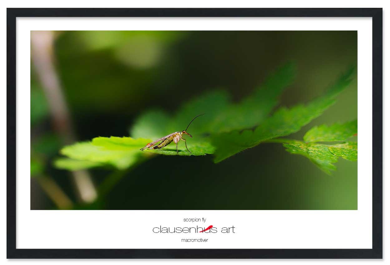 scorpion-fly-copy.jpg