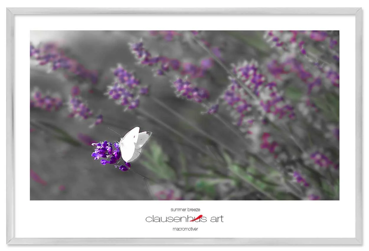 summer-breeze-copy.jpg