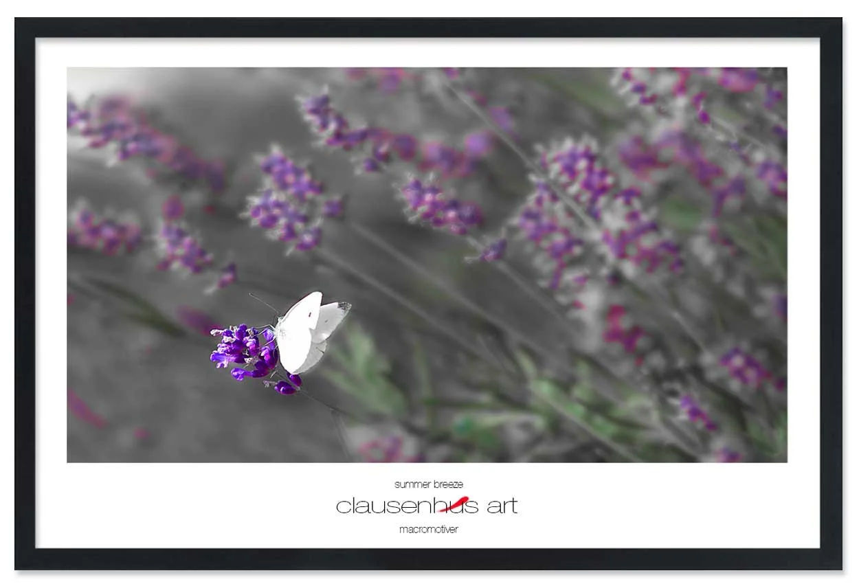 summer-breeze-copy.jpg