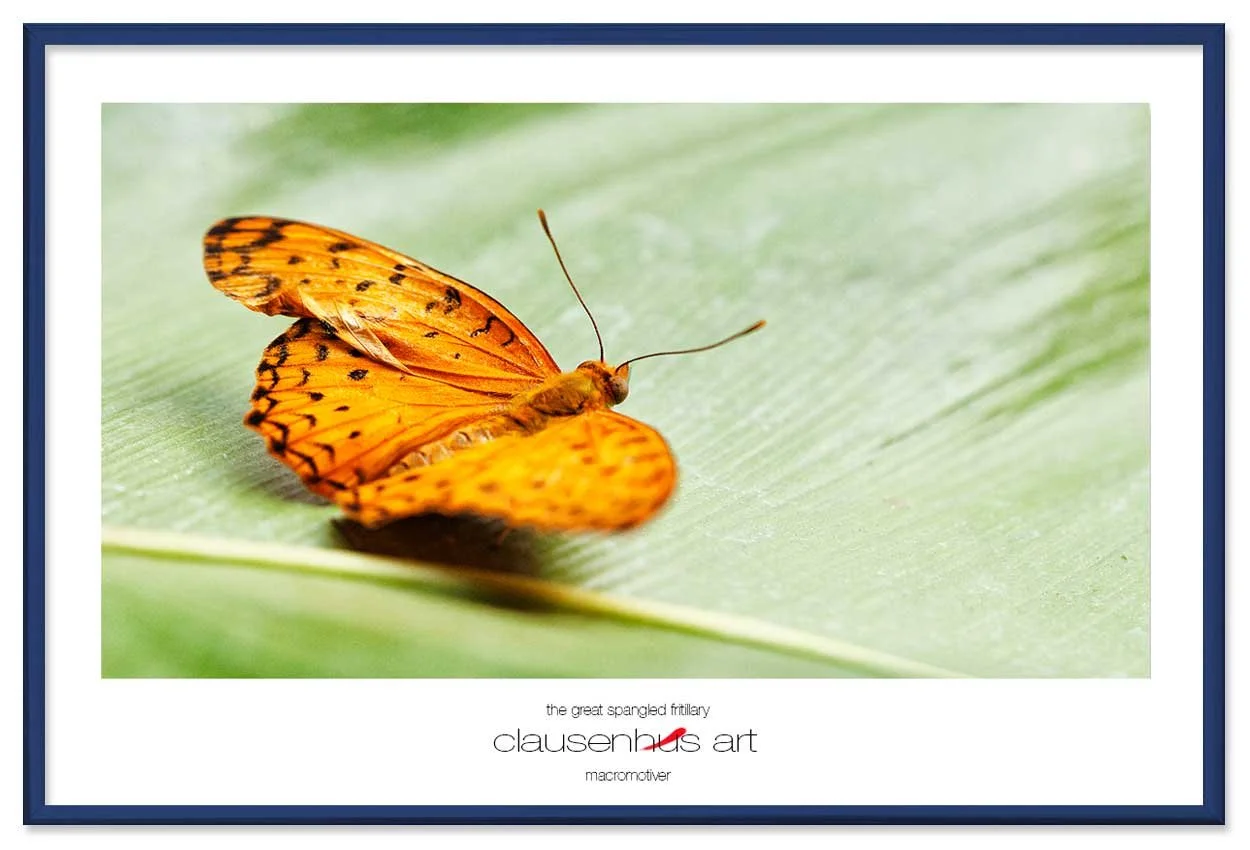 the-great-spangled-fritillary-copy.jpg