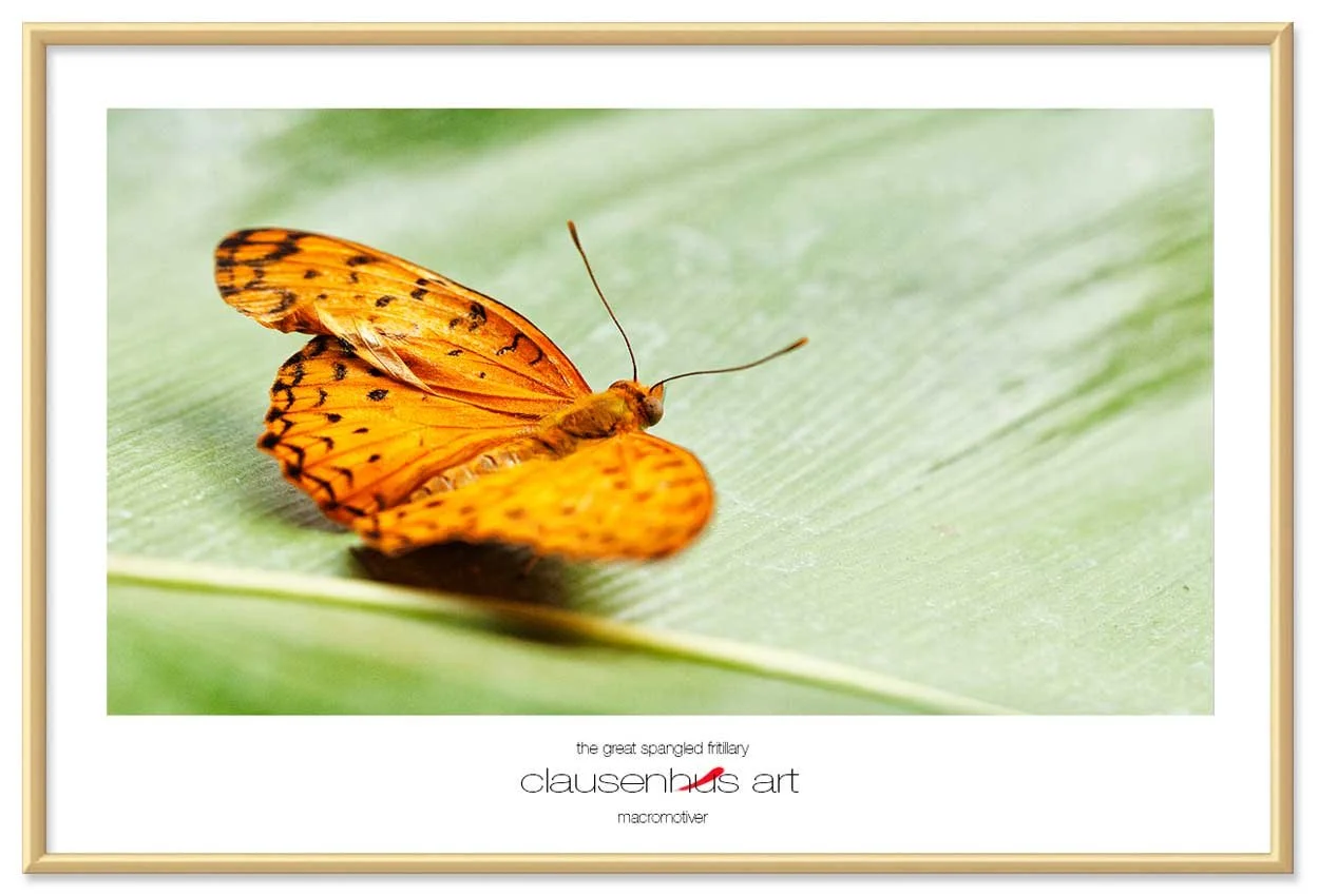 the-great-spangled-fritillary-copy.jpg