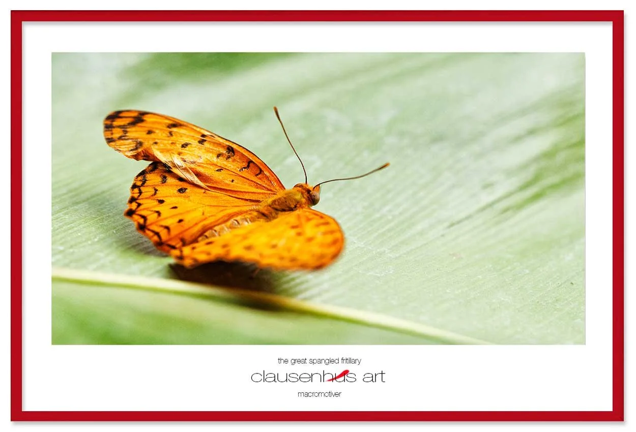 the-great-spangled-fritillary-copy.jpg