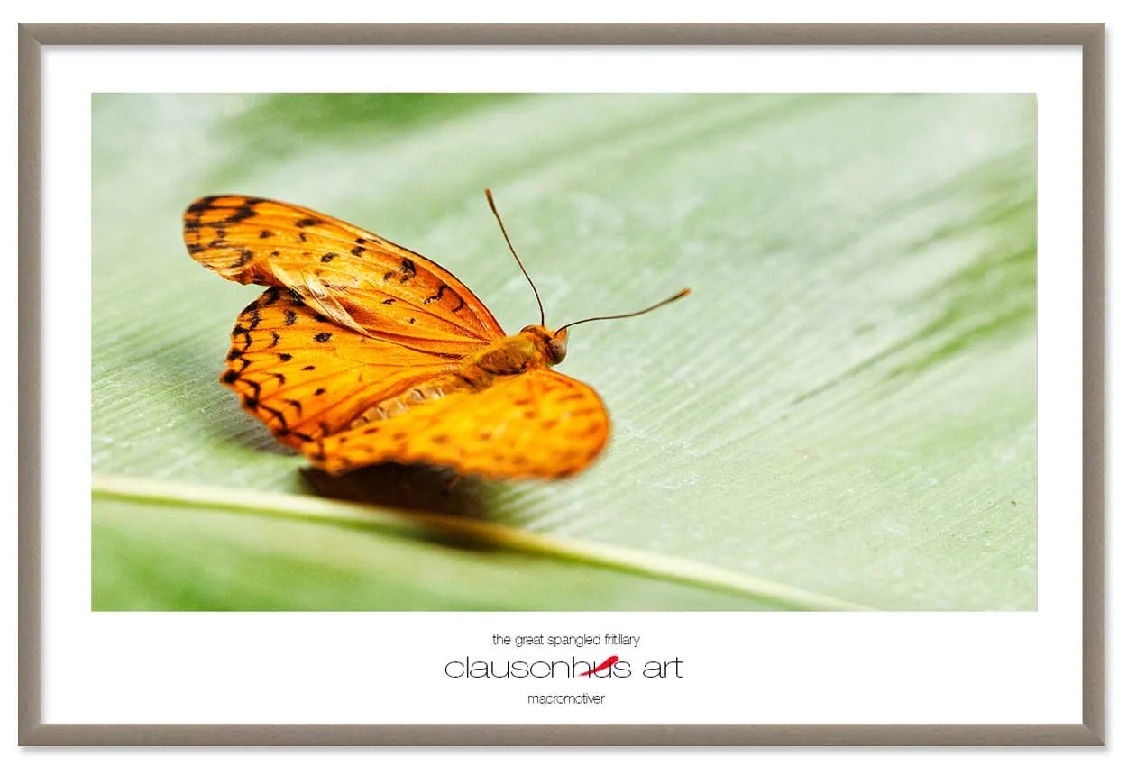 the-great-spangled-fritillary-copy.jpg