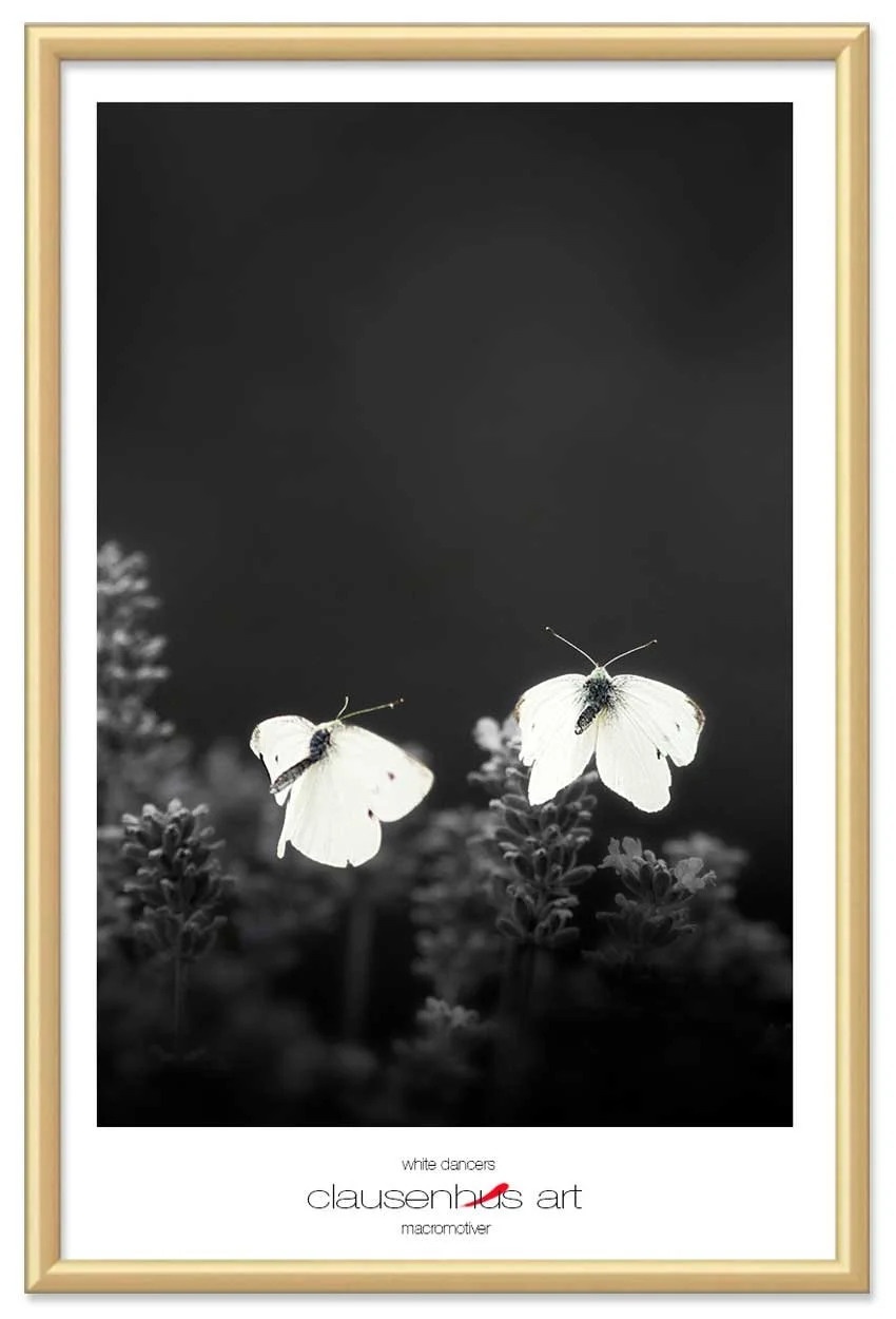 white-dancers-copy.jpg