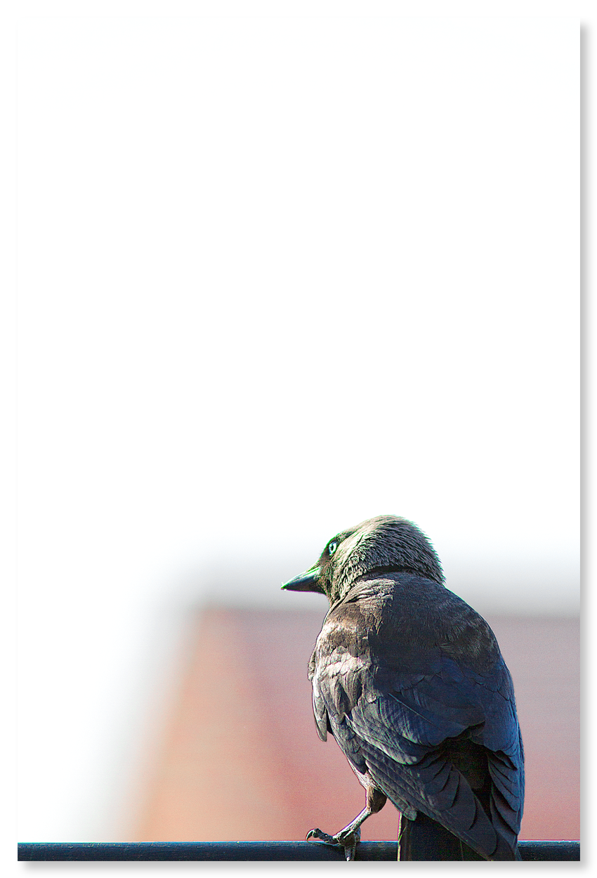 a place with a view.png