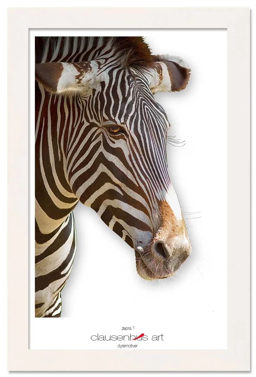 zebra-1.jpg