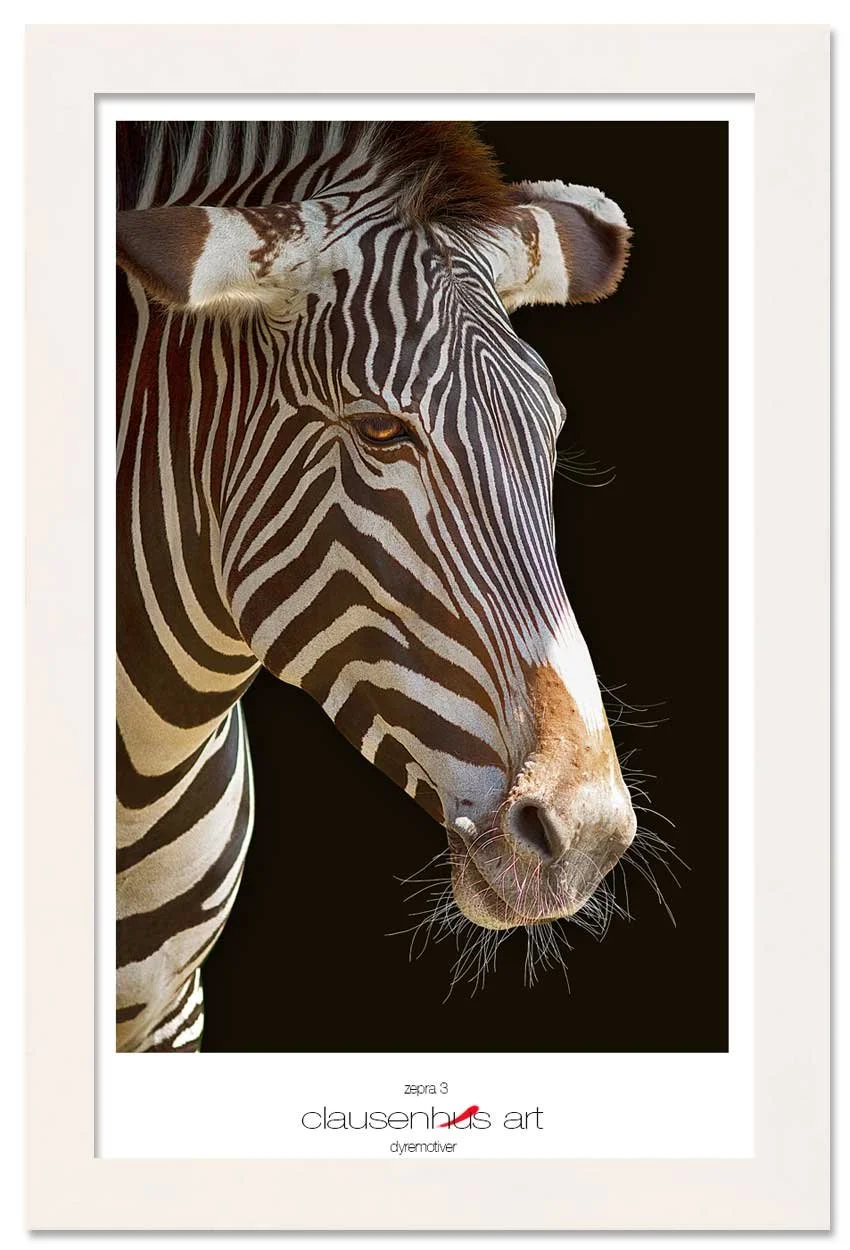 zebra-3-copy.jpg