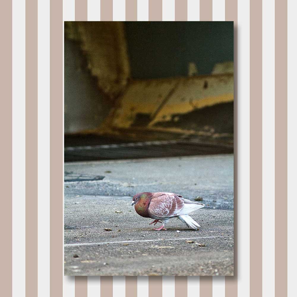 pigeon-dance.jpg