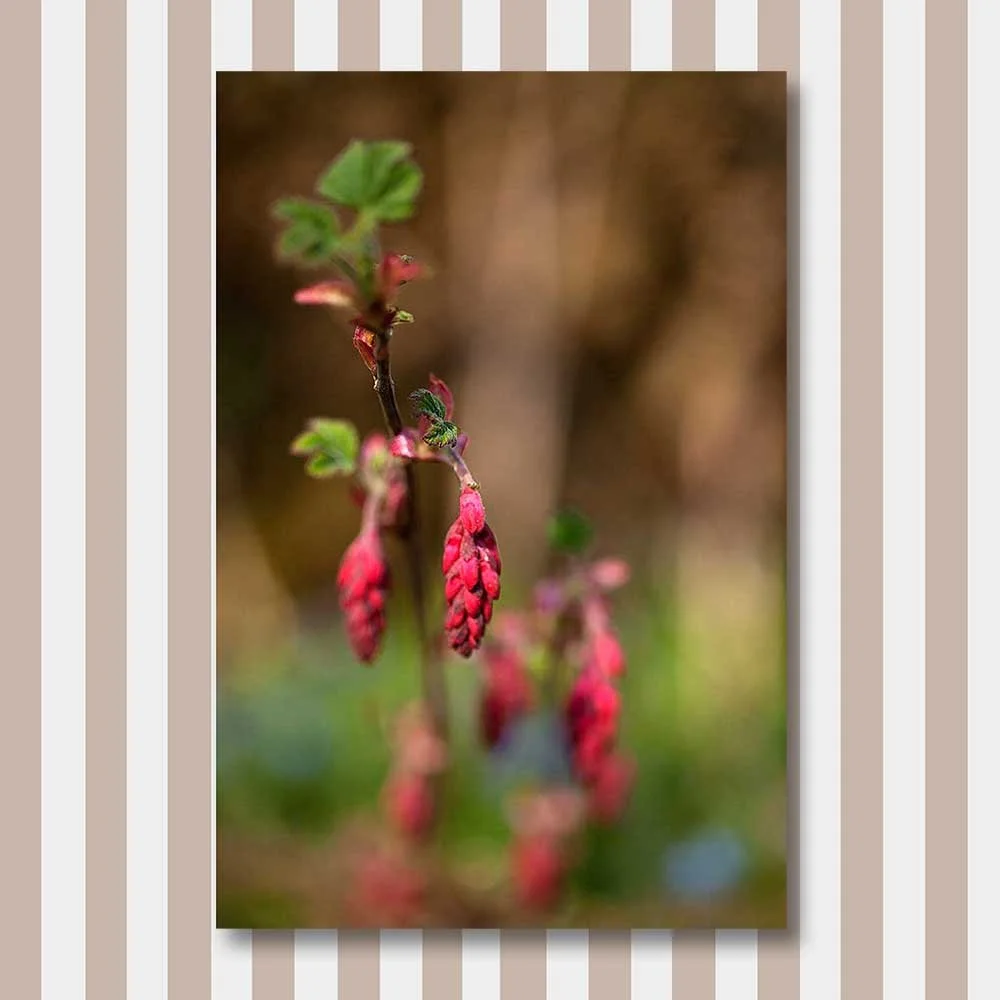 wild-garden.jpg