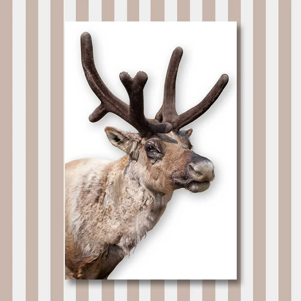 rudolf.jpg