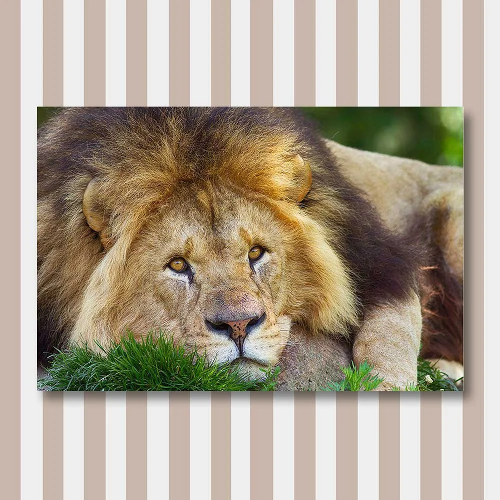 the-lion.jpg