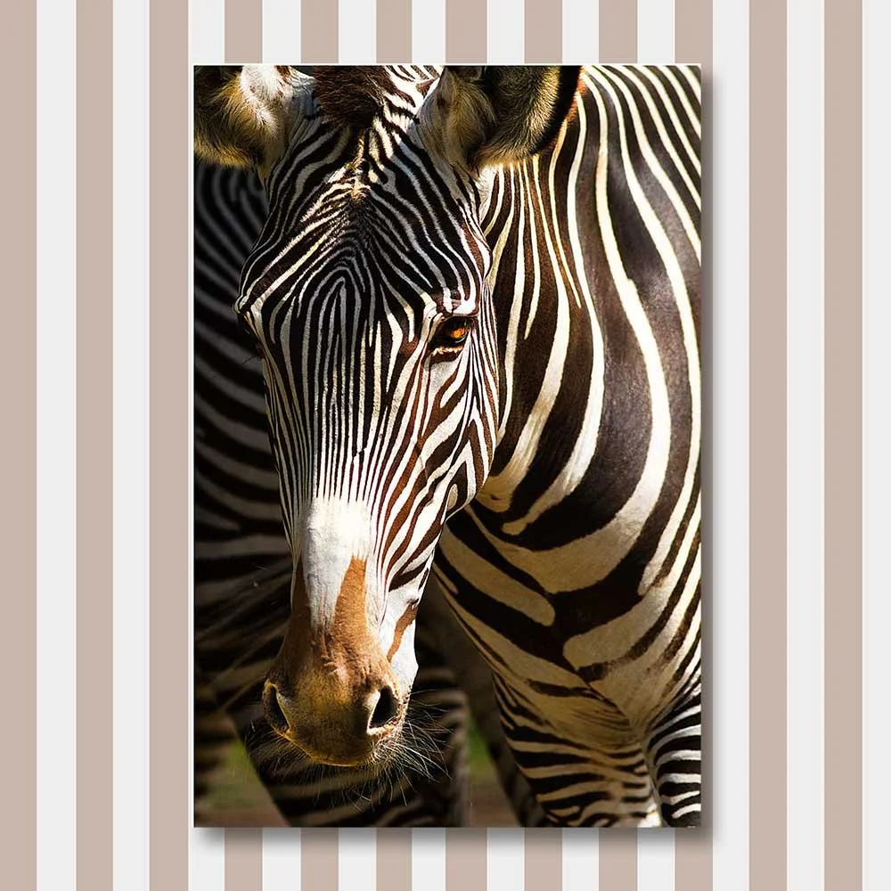 zebra-2.jpg