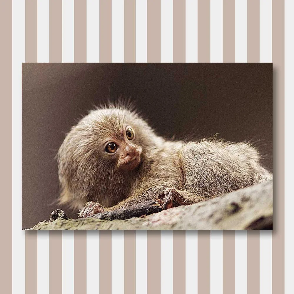 pygmy-marmoset-copy.jpg