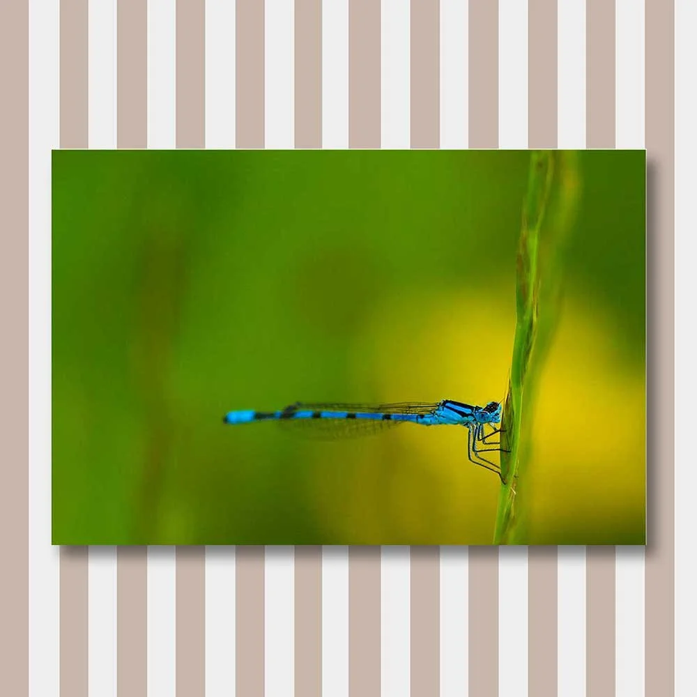 azure-damselfly-(coenagrion-puella).jpg