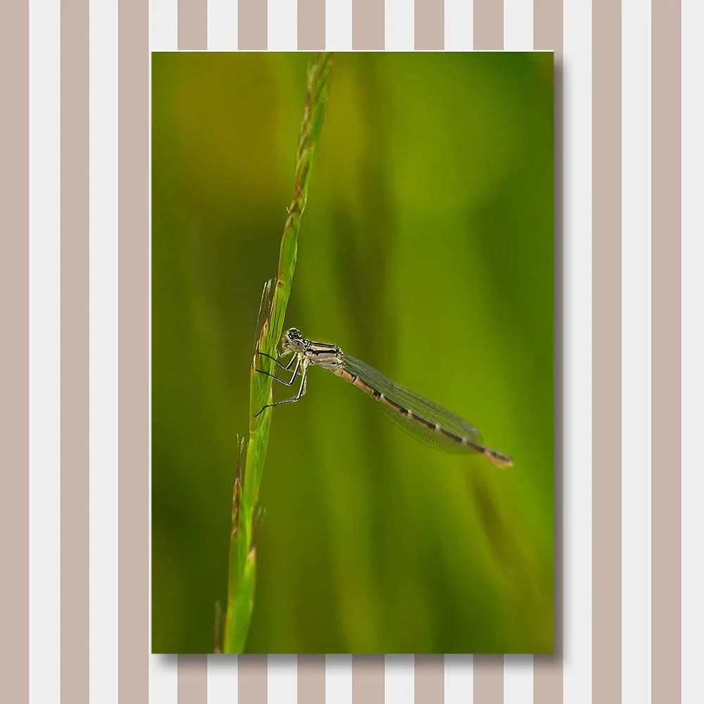 azure-damselfly-fimale-(coenagrion-puella).jpg