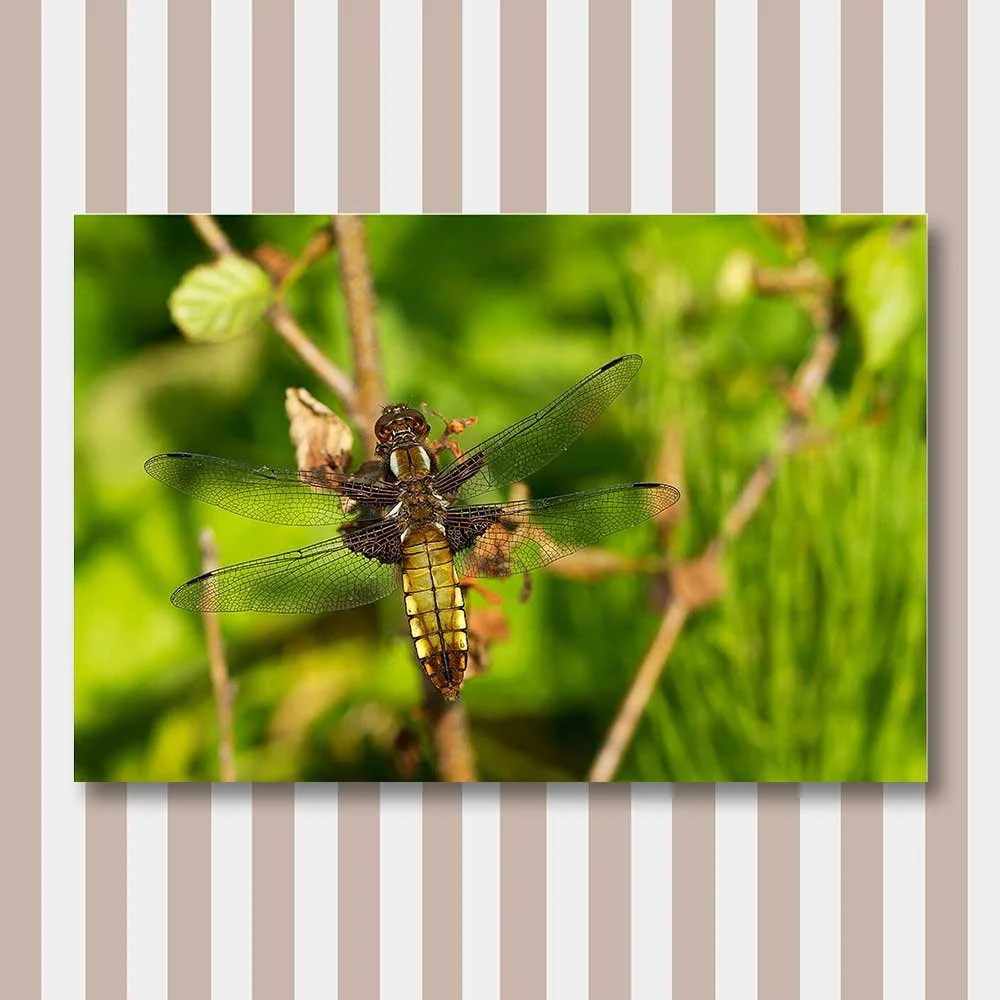 broad-bodied-chaser-(female).jpg