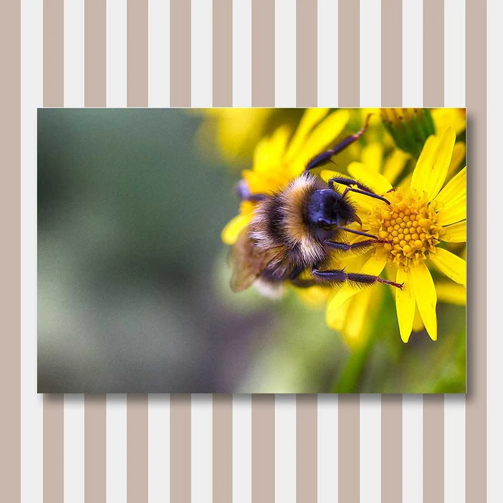 bumblebee-heaven.jpg