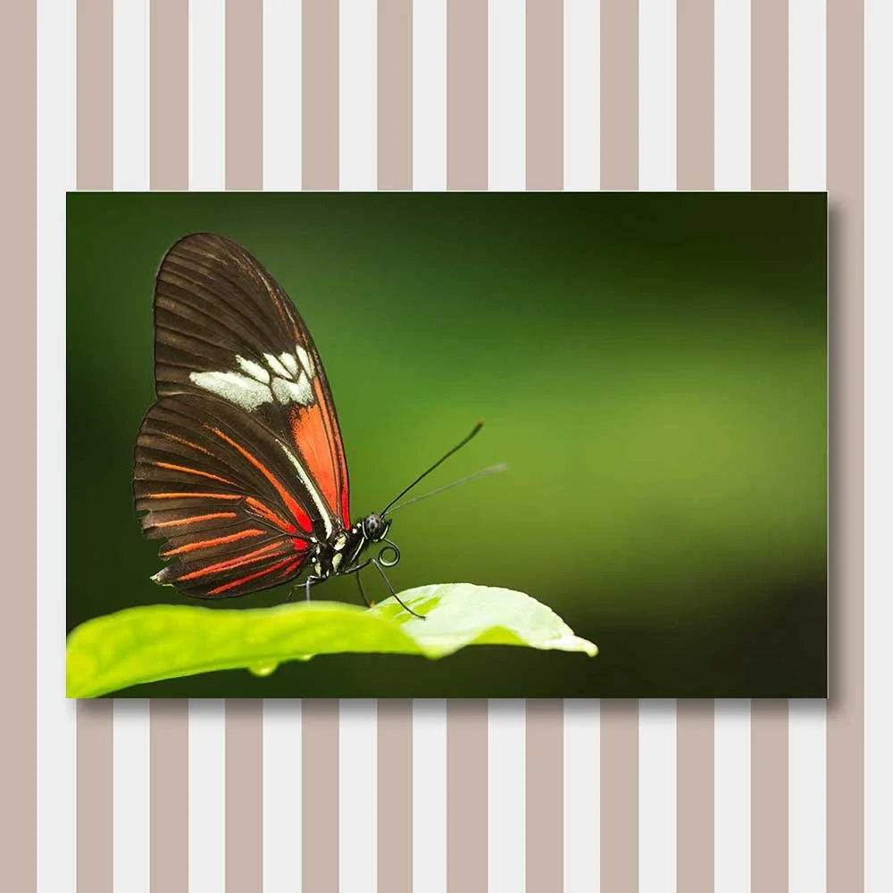 butterfly-pose.jpg