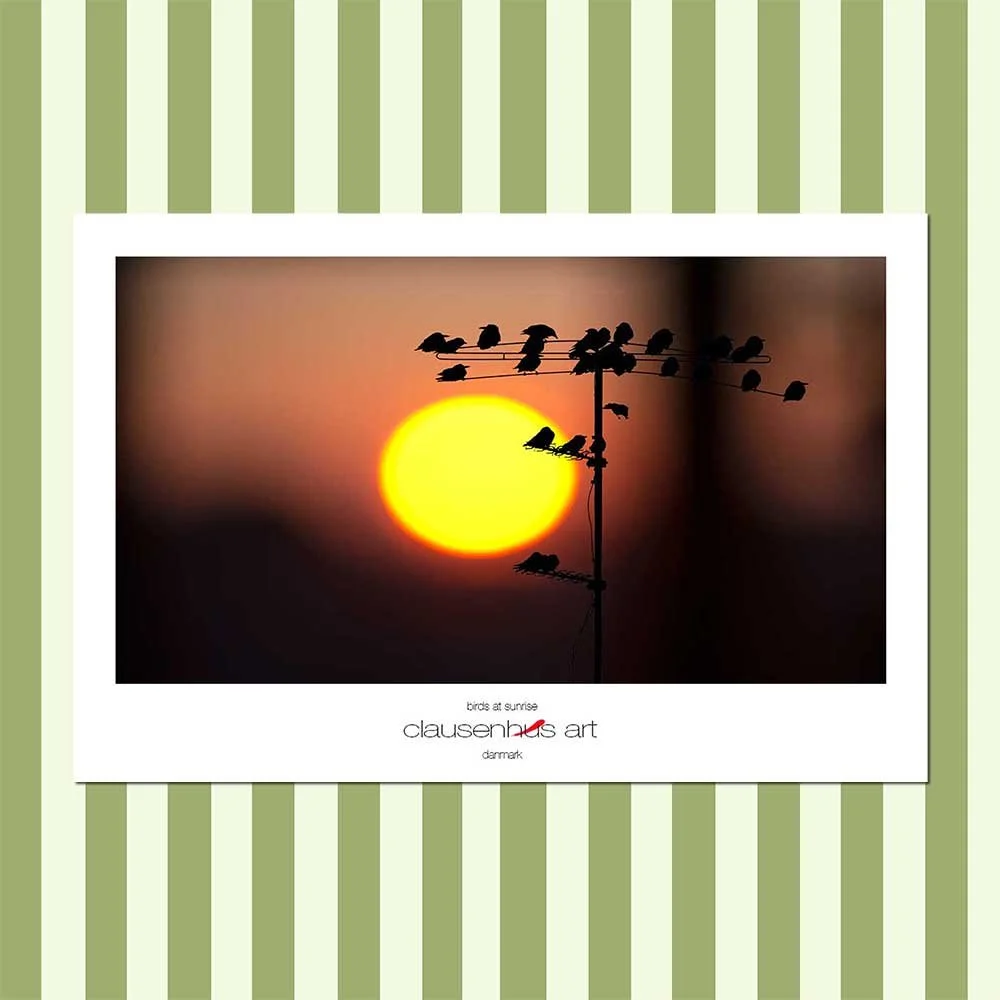 birds at sunrise.jpg