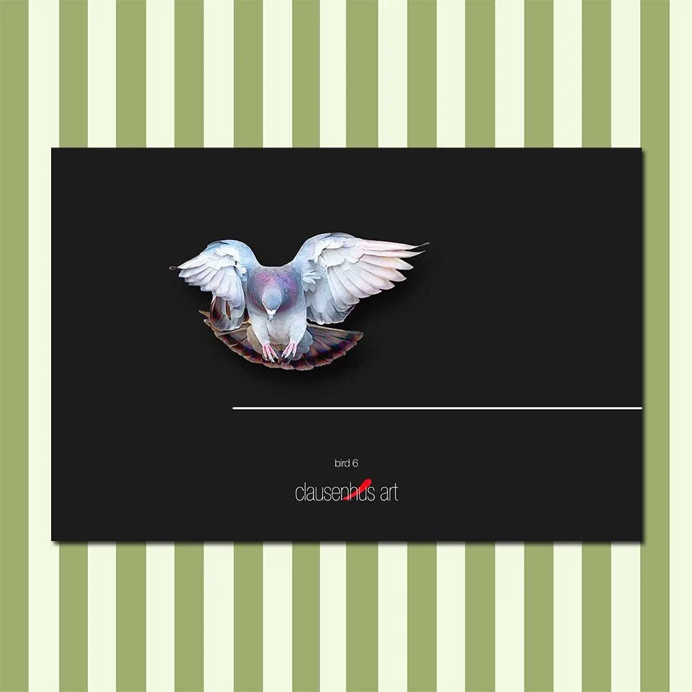 bird-6.jpg