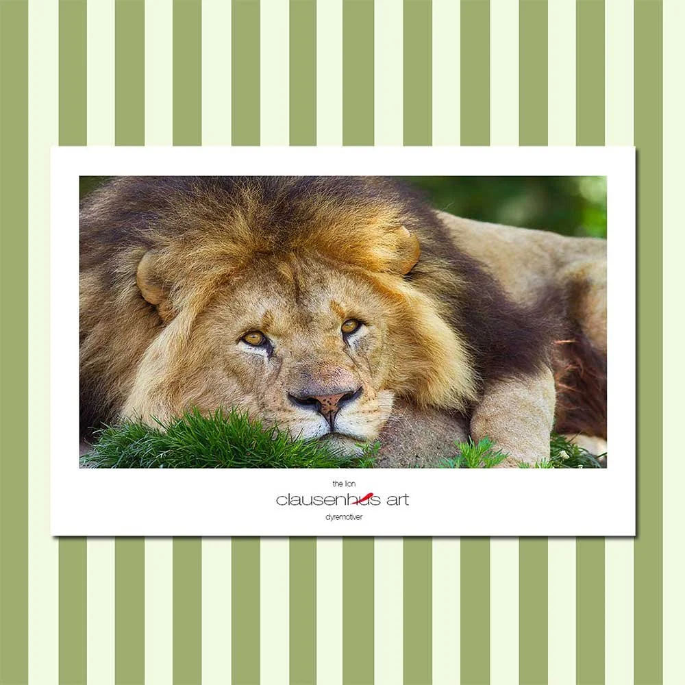the-lion.jpg
