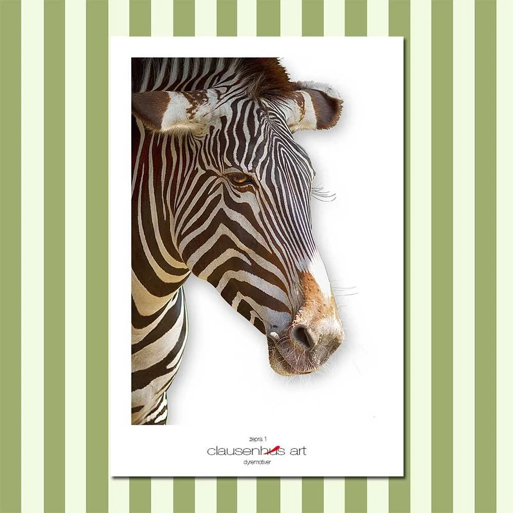 zebra-1.jpg
