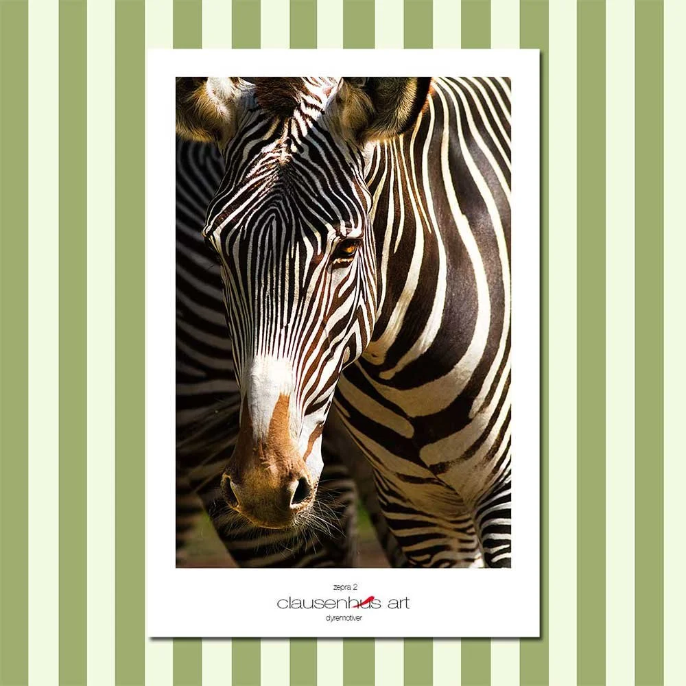 zebra-2.jpg