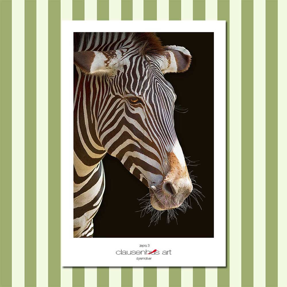 zebra-3-copy.jpg