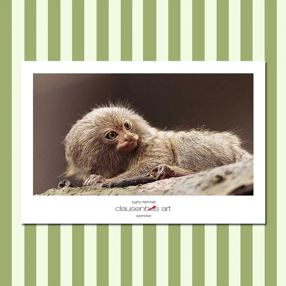 pygmy-marmoset.jpg