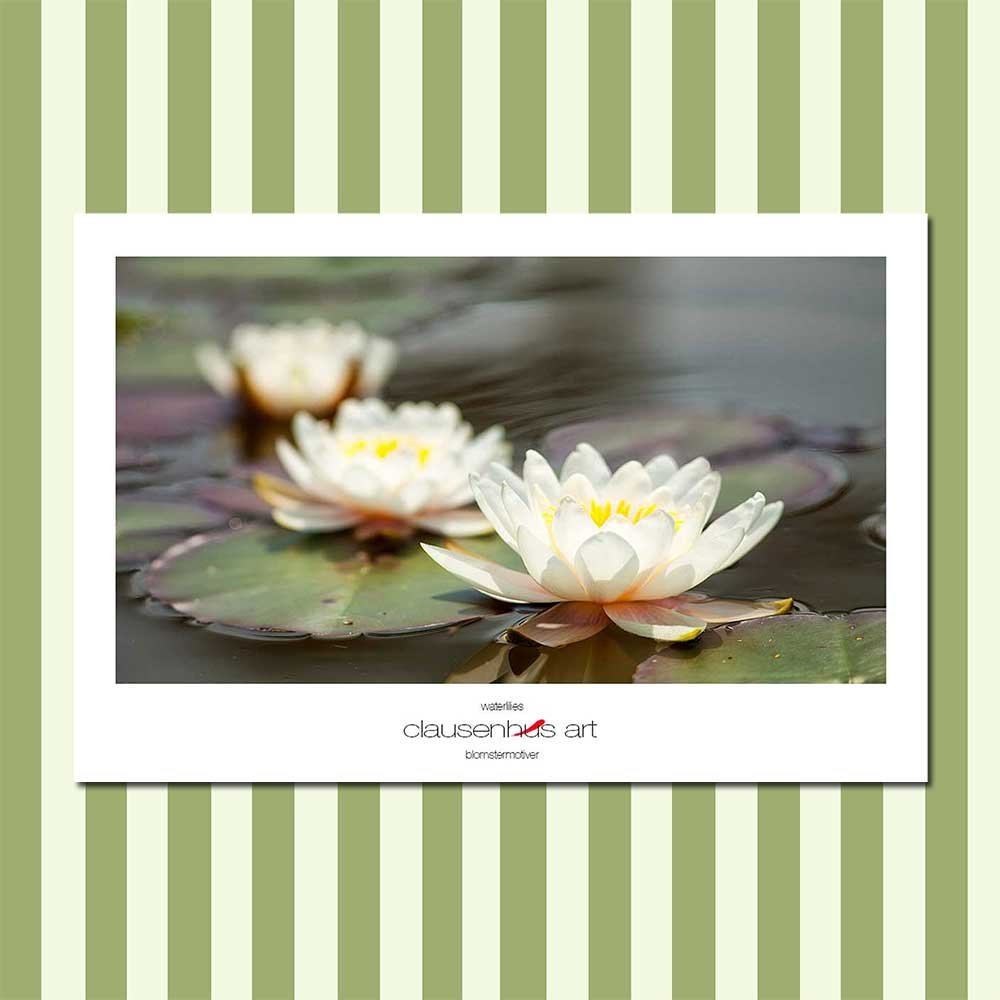 waterlilies.jpg