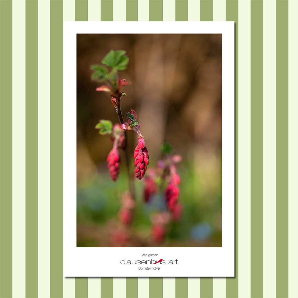 wild-garden.jpg