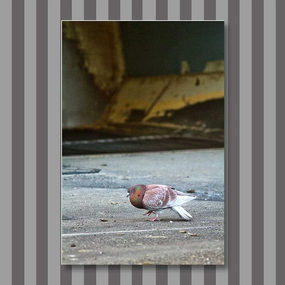pigeon-dance.jpg