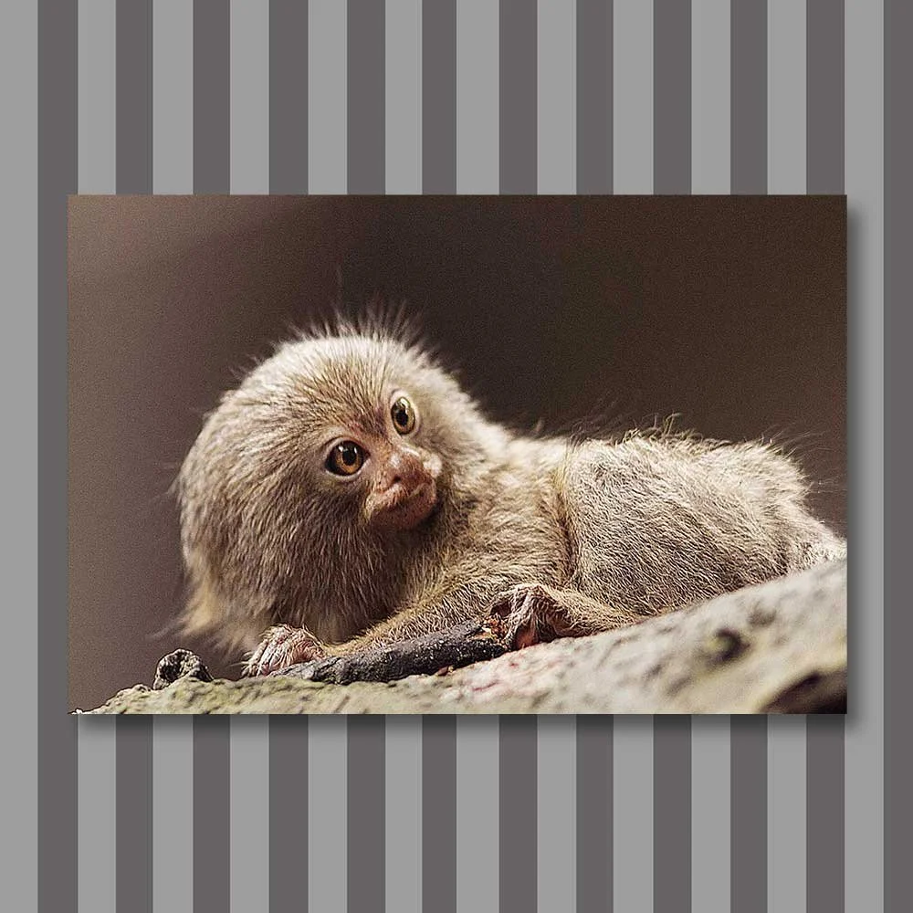 pygmy-marmoset-copy.jpg
