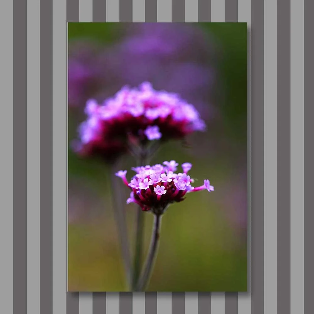 small-purple.jpg