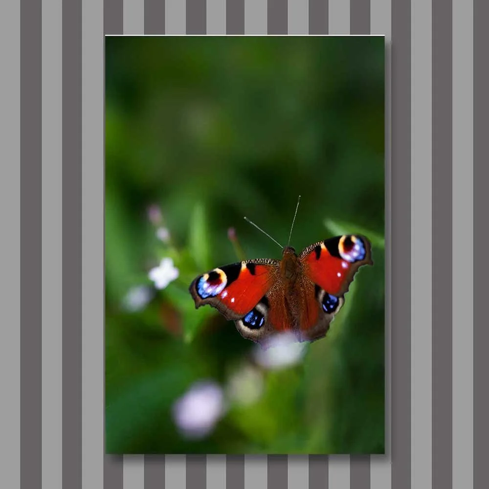 a-peacock-in-the-wild.jpg