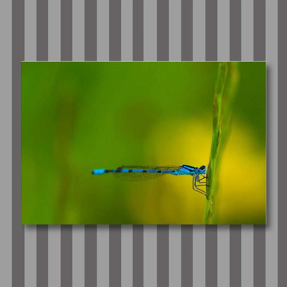 azure-damselfly-(coenagrion-puella).jpg