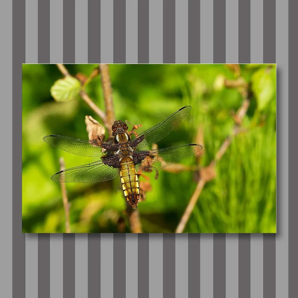 broad-bodied-chaser-(female).jpg
