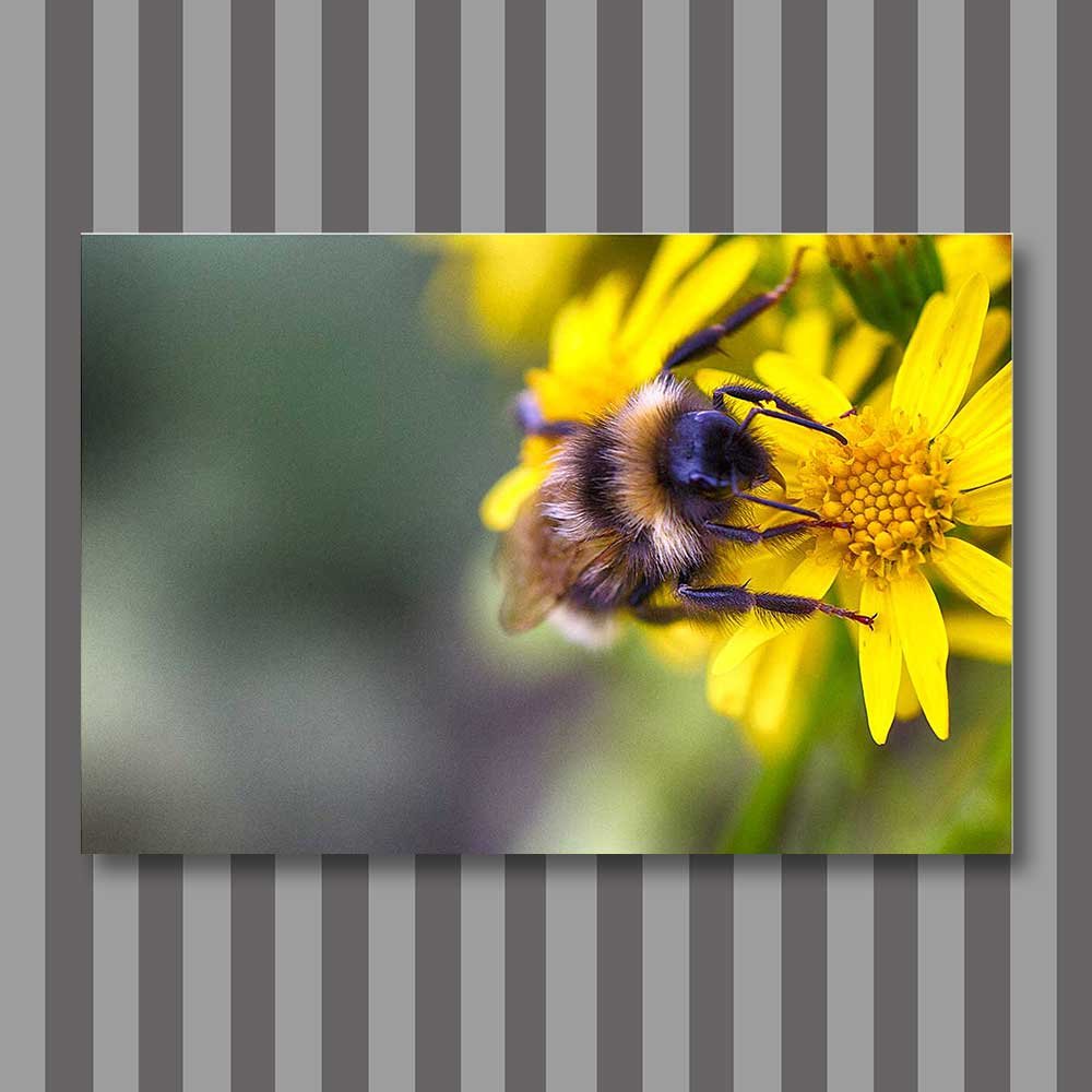bumblebee-heaven.jpg