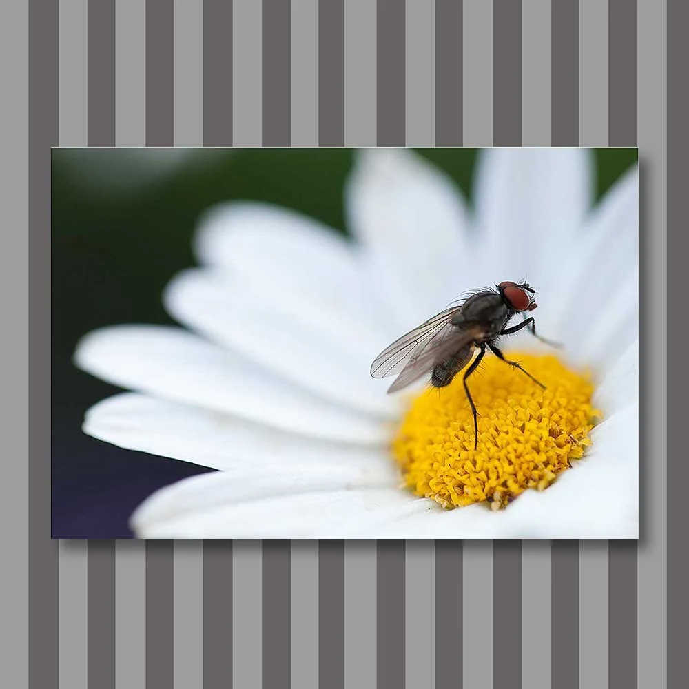 flower-visit.jpg